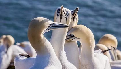 拜仁在米勒门上演五球屠杀，刷新德甲单赛季进球纪录